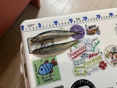 ウルメイワシの釣果