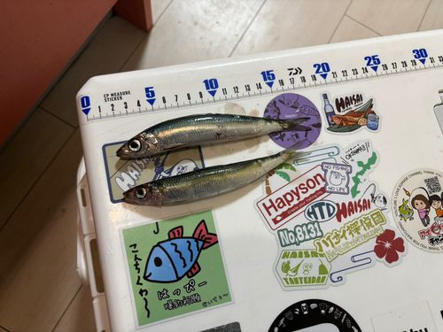 ウルメイワシの釣果