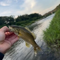 スモールマウスバス