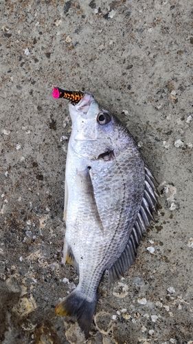 キビレの釣果