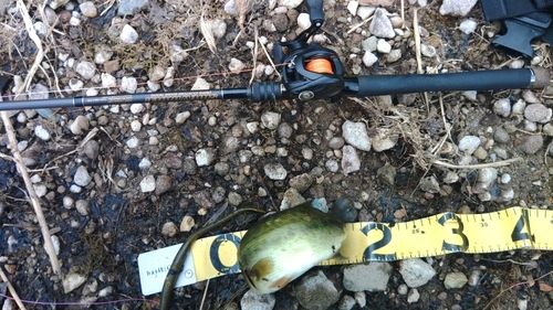 ラージマウスバスの釣果