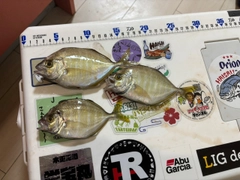 カイワリの釣果