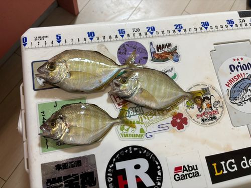 カイワリの釣果