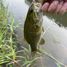 スモールマウスバス