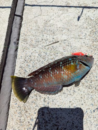 ホシササノハベラの釣果