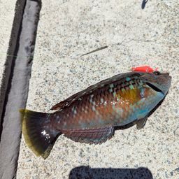 ホシササノハベラ