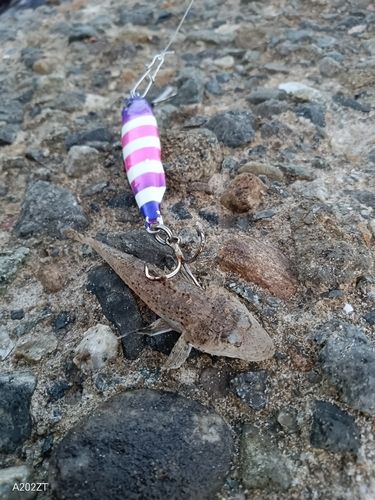 マゴチの釣果