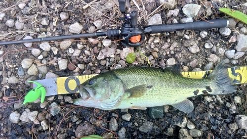 ラージマウスバスの釣果