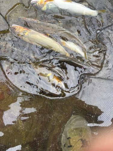 アユの釣果