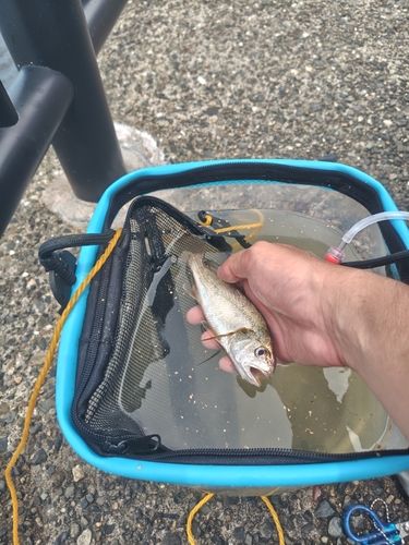 イシモチの釣果