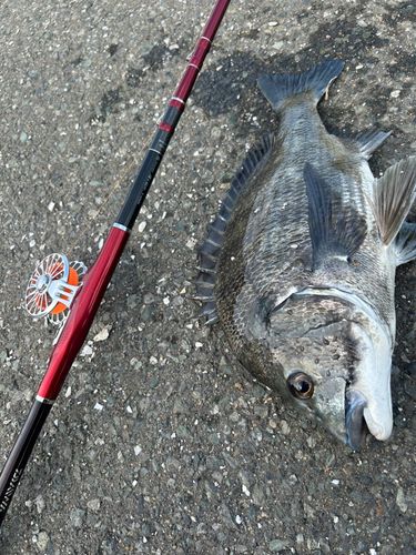 チヌの釣果