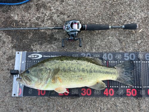 ラージマウスバスの釣果