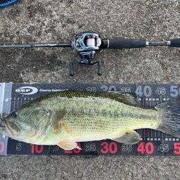 ラージマウスバス