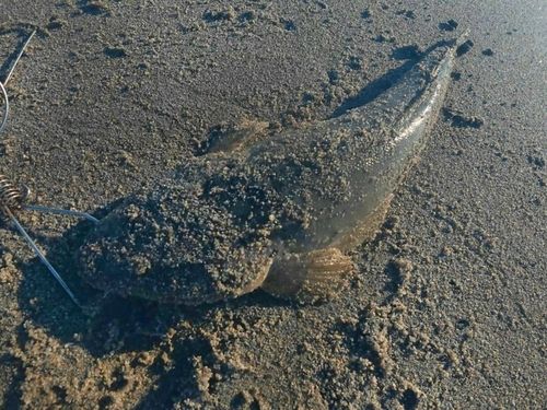 マゴチの釣果