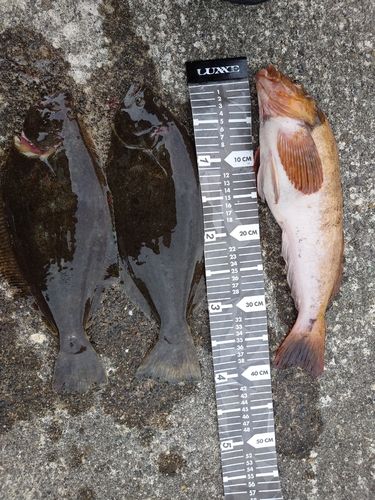 ヒラメの釣果