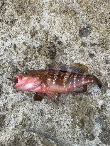 キジハタの釣果