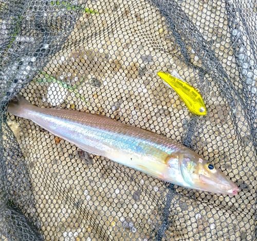 キスの釣果