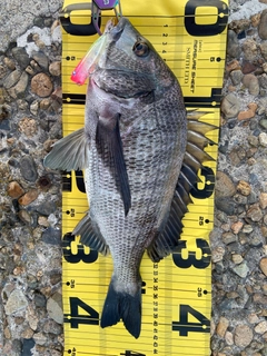 チヌの釣果