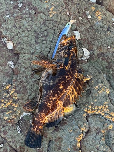 タケノコメバルの釣果