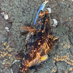 タケノコメバル