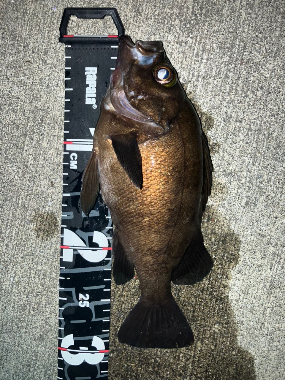 SHIMANO 20ソアレ TT S76UL-Tの最安値・インプレ・釣果 | 本音の