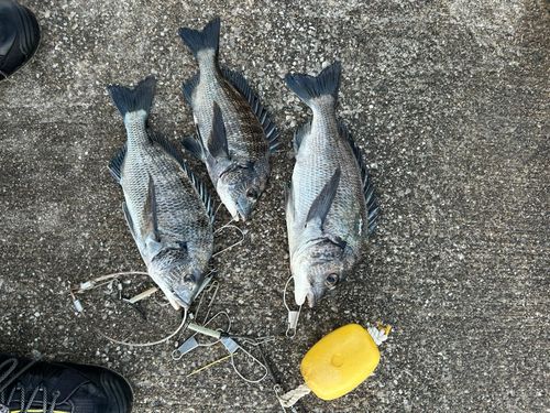クロダイの釣果