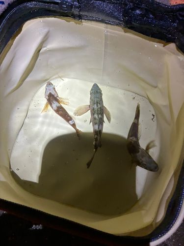 アナハゼの釣果