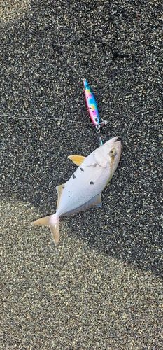 ショゴの釣果