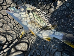 キビレの釣果