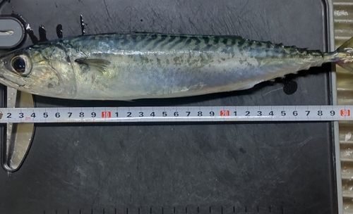サバの釣果