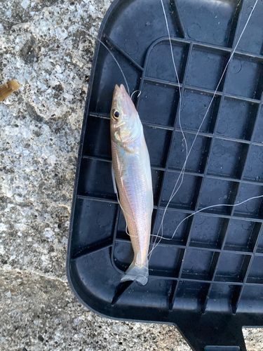 キスの釣果