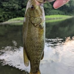 スモールマウスバス