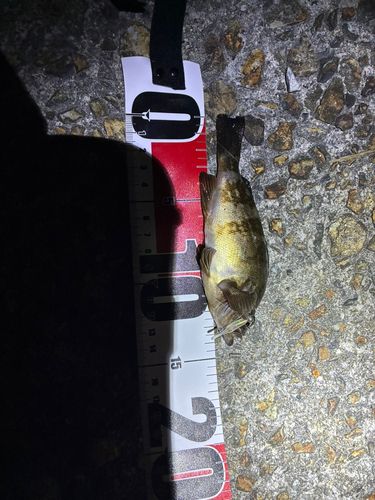 シロメバルの釣果