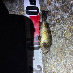 シロメバル