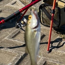 セイゴ（マルスズキ）