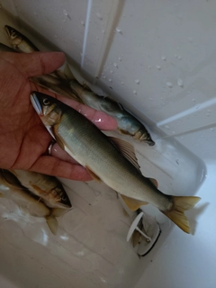 アユの釣果