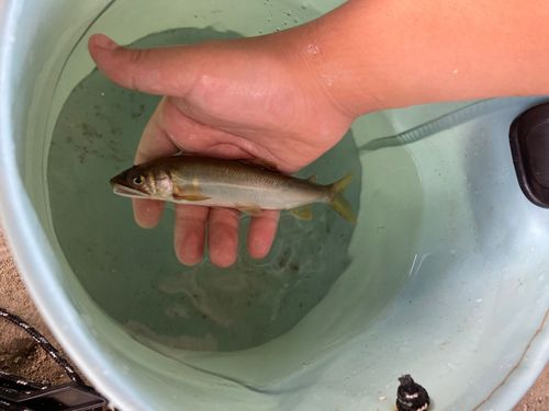 アユの釣果
