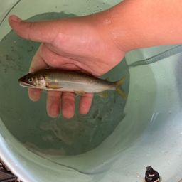 アユ