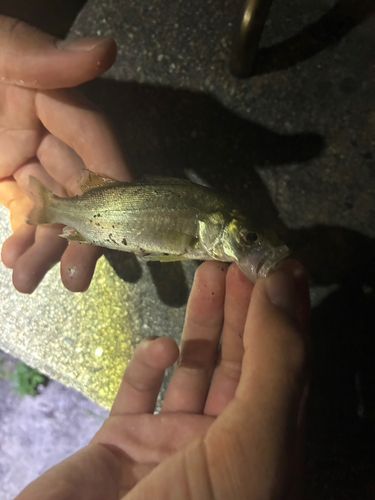 セイゴ（ヒラスズキ）の釣果