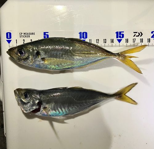 アジの釣果