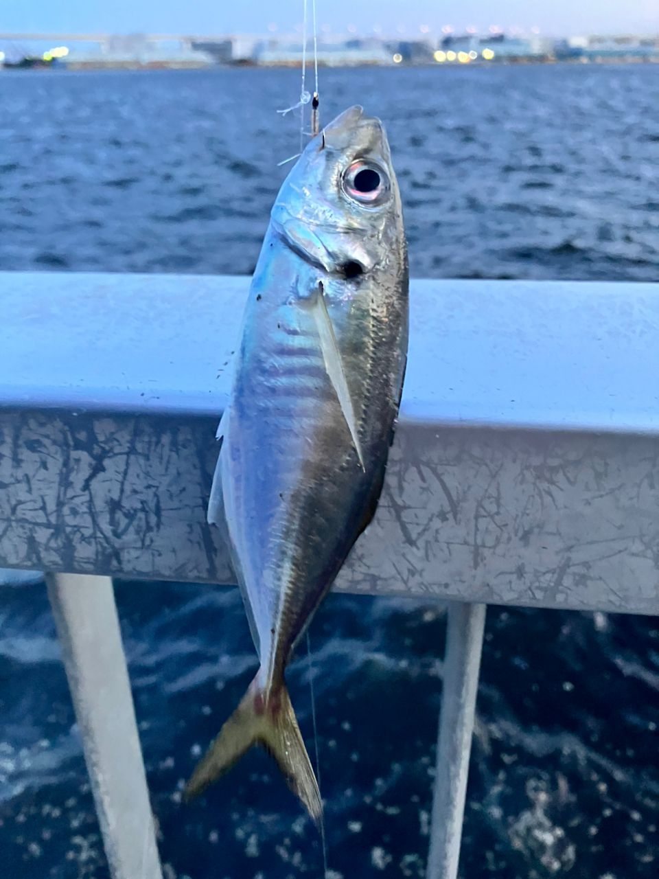 アジ