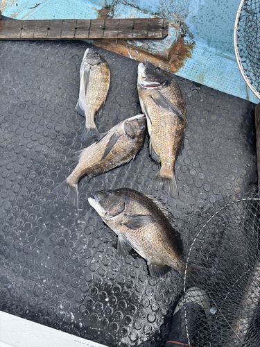 チヌの釣果