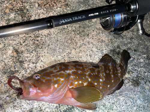 キジハタの釣果