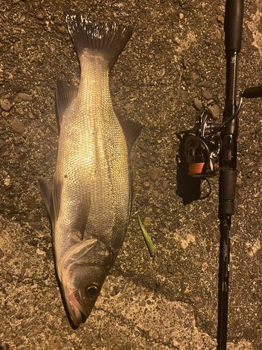 ヒラスズキの釣果