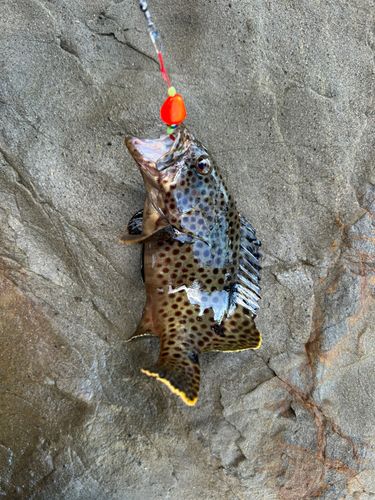 ノミノクチの釣果