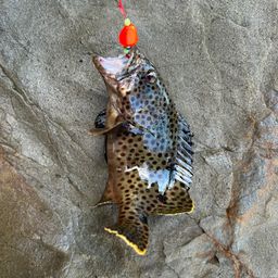 ノミノクチ