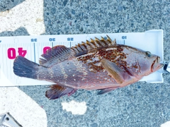 キジハタの釣果