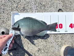 グレの釣果