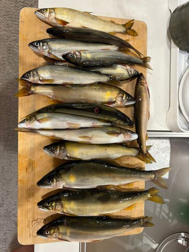 アユの釣果