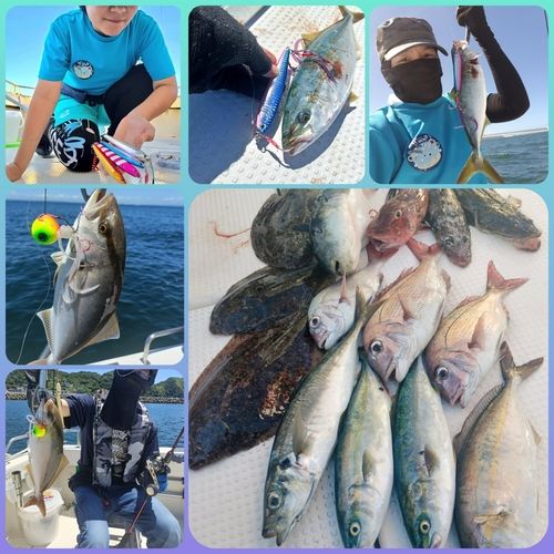 ハマチの釣果